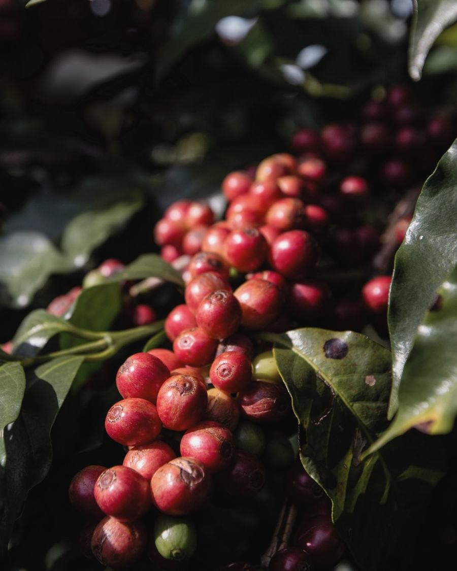 Ripe red coffee cherries on the branch